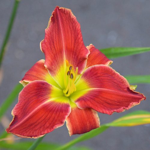 Daylily (Hemerocallis) Audrey's Daddy