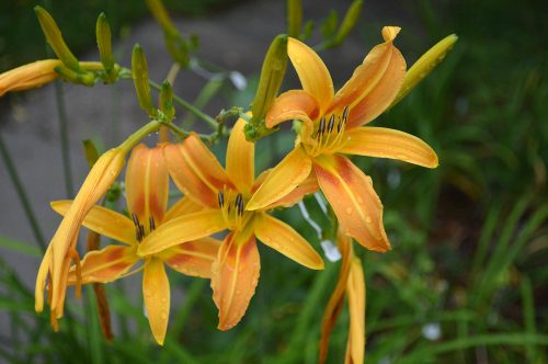 Daylily-Autumn-Minaret-1200h-DSC 0911