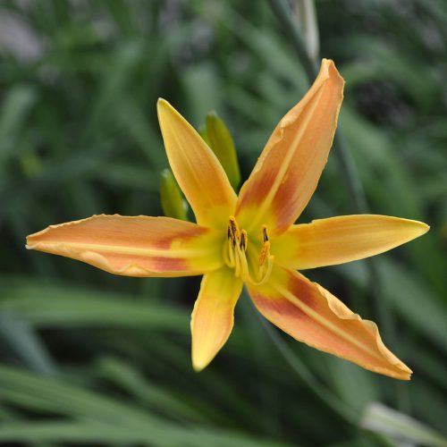 Daylily-Autumn-Minaret-1200x-DSC 0037