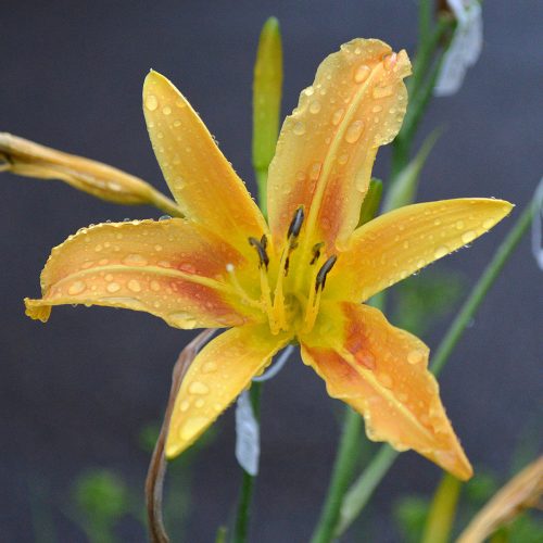 Daylily-Autumn-Minaret-1200x-DSC 0179