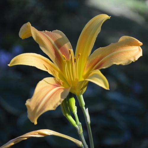 Daylily-Autumn-Minaret-1200x-DSC 0264