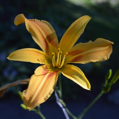 Daylily-Autumn-Minaret-1200x-DSC 0267