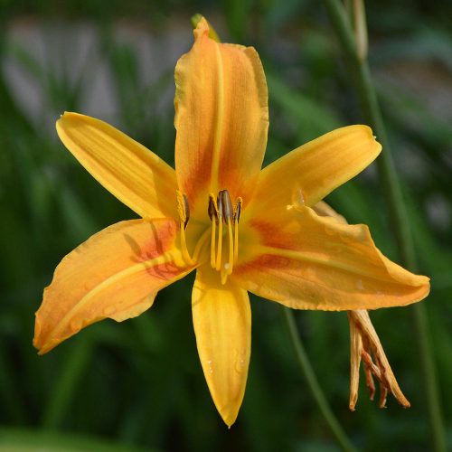 Daylily-Autumn-Minaret-1200x-DSC 0687