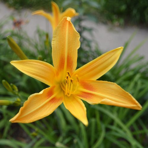Daylily-Autumn-Minaret-1200x-DSC 0755