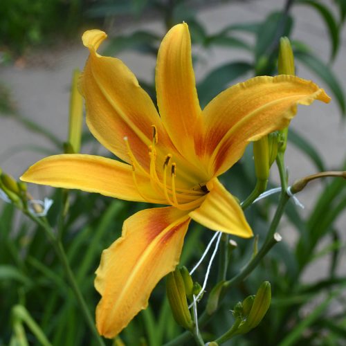 Daylily-Autumn-Minaret-1200x-DSC 0890