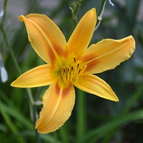 Daylily-Autumn-Minaret-600x-DSC 0846