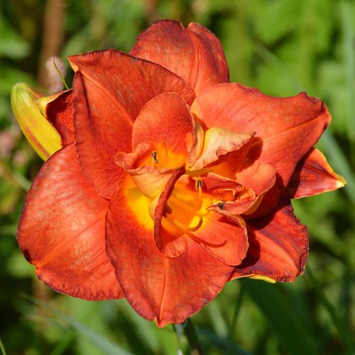 Daylily-Axtec-King-1200x-DSC 0622