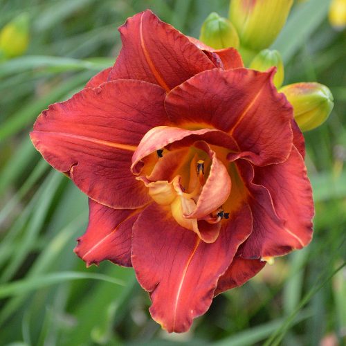 Daylily-Aztec-King-1200x-DSC 0180