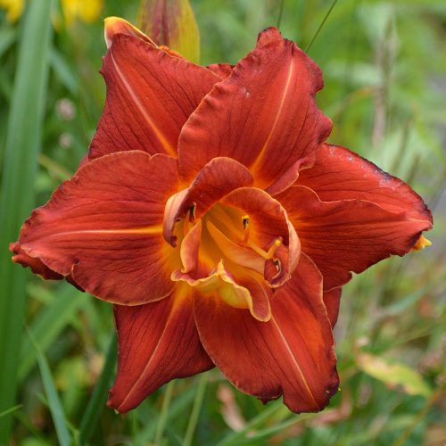 Daylily-Aztec-King-1200x-DSC 0216