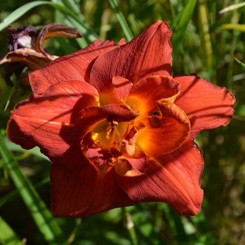 Daylily-Aztec-King-1200x-DSC 0636