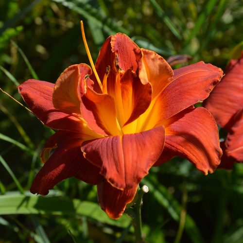 Daylily-Aztec-King-1200x-DSC 0637