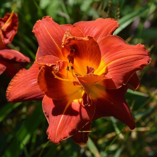 Daylily (Hemerocallis) Aztec King