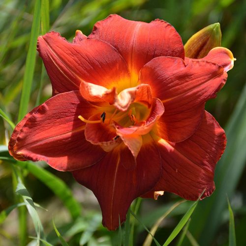Daylily-Aztec-King-1200xDSC 0191