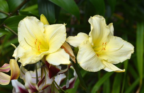 Daylily-Bad-Buds-White-1200h-DSC 0045