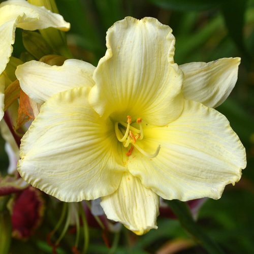 Daylily-Bad-Buds-White-1200x-DSC 0048