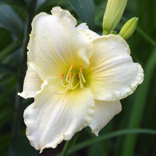 Daylily-Bad-Buds-White-1200x-DSC 0069