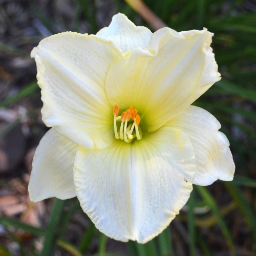 Daylily-Bad-Buds-White-1200x-DSC 0357