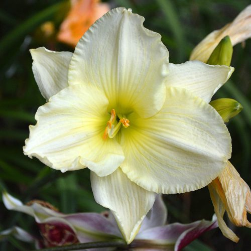Daylily-Bad-Buds-White-1200x-DSC 0463