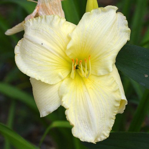 Daylily-Bad-Buds-White-1200x-DSC 0493