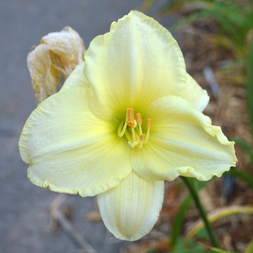 Daylily-Bad-Buds-White-1200x-DSC 0540