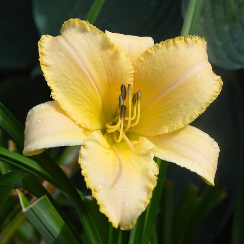 Daylily-Banana-Bites-1200x-DSC 0561