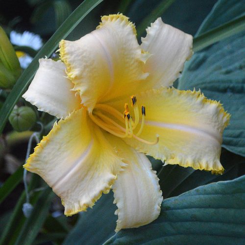 Daylily-Banana-Bites-1200x-DSC 0707