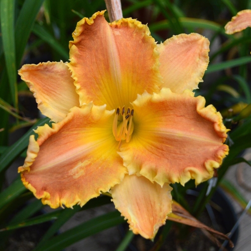 Daylily-Bass-Gibson-1200x-DSC 0248
