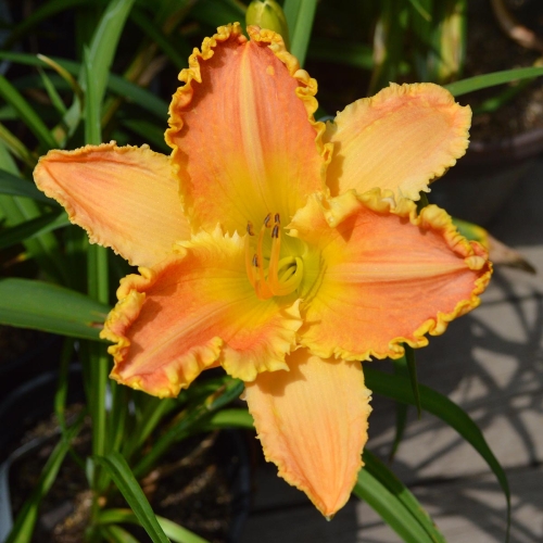 Daylily-Bass-Gibson-1200x-DSC 0385