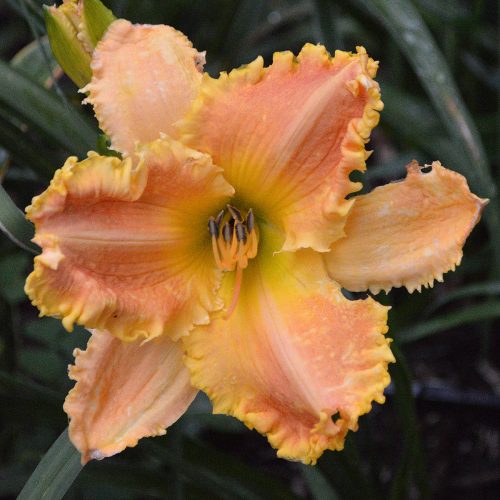Daylily-Bass-Gibson-1200x-DSC 0439