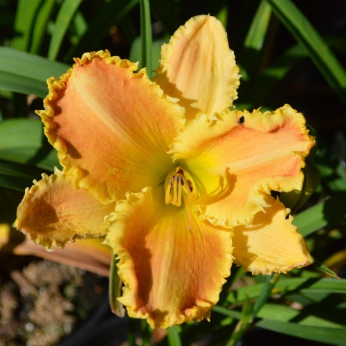 Daylily-Bass-Gibson-1200x-DSC 0756