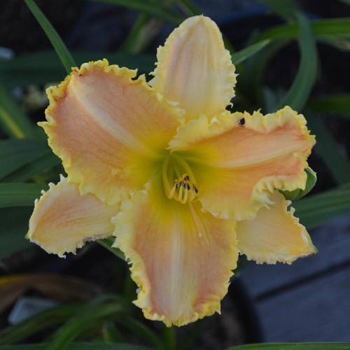 Daylily-Bass-Gibson-1200x-DSC 0757