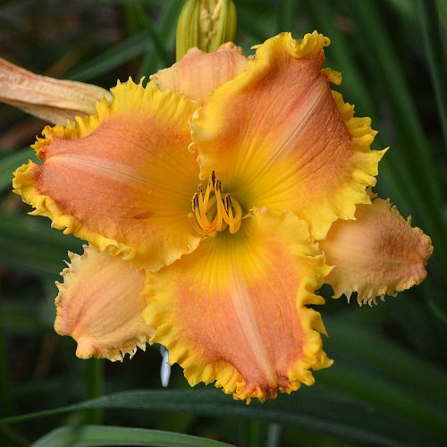 Daylily (Hemerocallis) Bass Gibson
