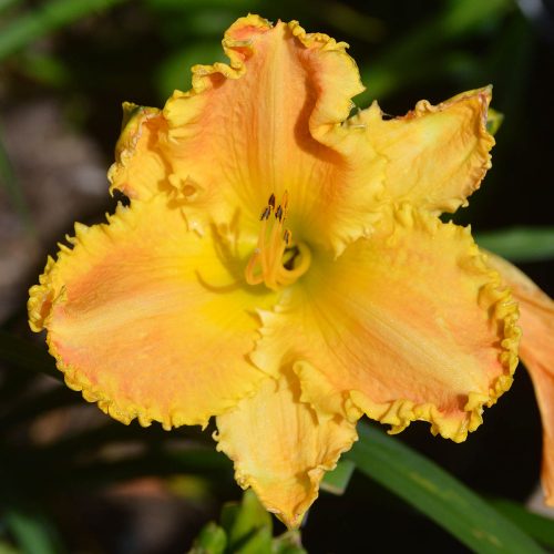 Daylily-Bass-Gibson-1200x-DSC 0799