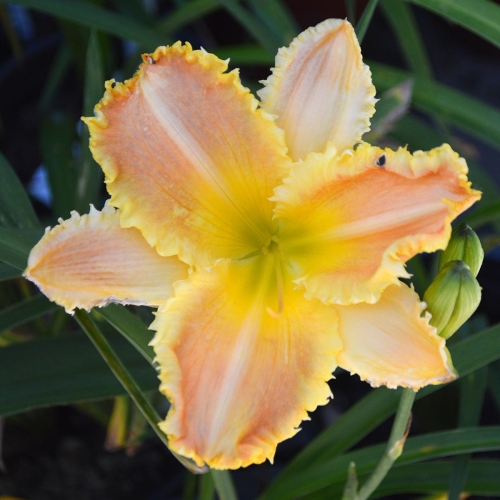 Daylily-Bass-Gibson-1200x-DSC 0833