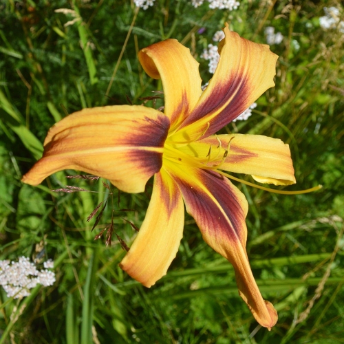 Daylily (Hemerocallis) Bat Signal
