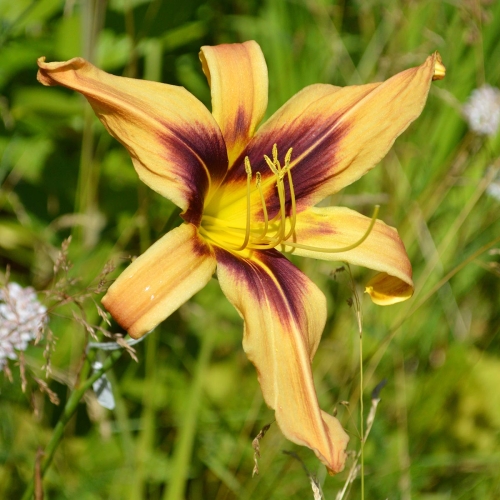 Daylily-Bat-Signal-1200x-DSC 0947