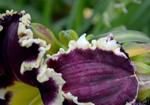 Daylily-Battle-Of-The-Ages-1200h-DSC 0697