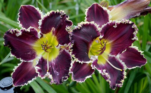 Daylily-Battle-Of-The-Ages-1200h-DSC 1429