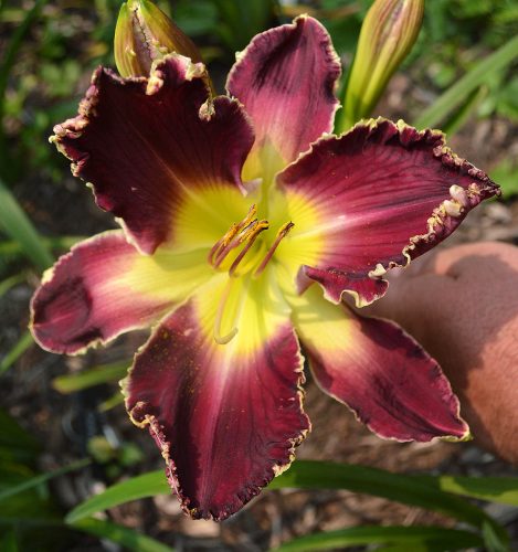 Daylily-Battle-Of-The-Ages-1200w-DSC 0857