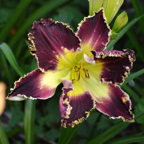 Daylily-Battle-Of-The-Ages-1200x-DSC 0020