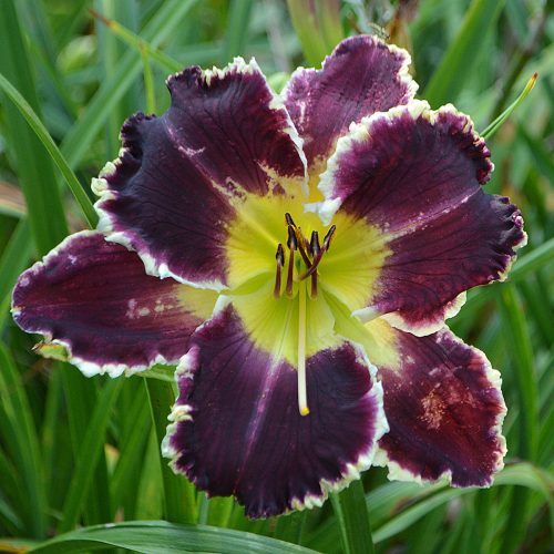 Daylily-Battle-Of-The-Ages-1200x-DSC 0081