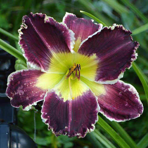 Daylily-Battle-Of-The-Ages-1200x-DSC 0088