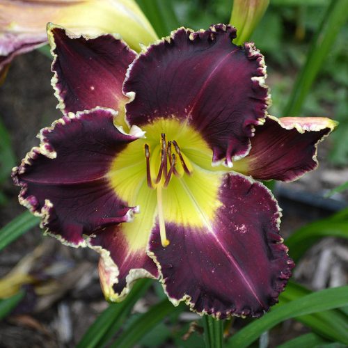 Daylily-Battle-Of-The-Ages-1200x-DSC 0189