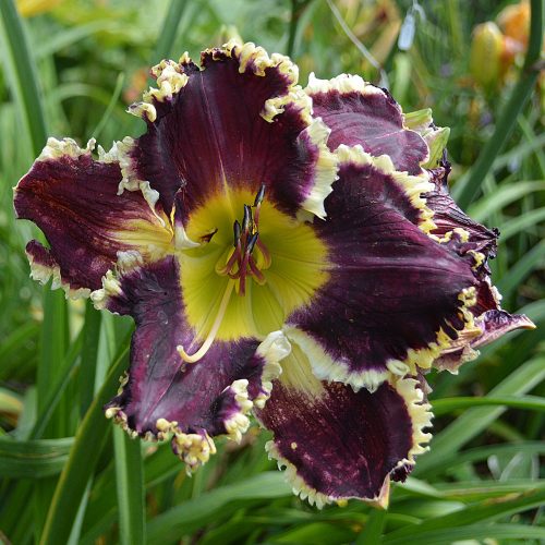 Daylily-Battle-Of-The-Ages-1200x-DSC 0621