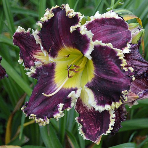 Daylily-Battle-Of-The-Ages-1200x-DSC 0696