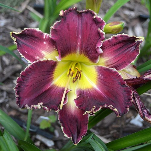 Daylily-Battle-Of-The-Ages-1200x-DSC 0920