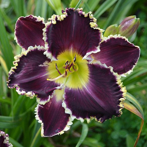 Daylily (Hemerocallis) Battle of the Ages