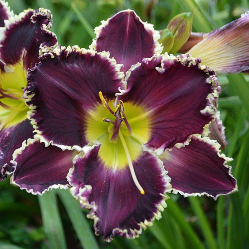 Daylily-Battle-Of-The-Ages-1200x-DSC 1439