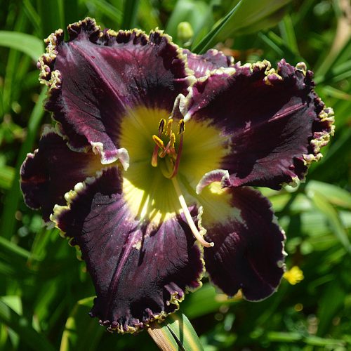 Daylily-Battle-Of-The-Ages-1200x-DSC 1451