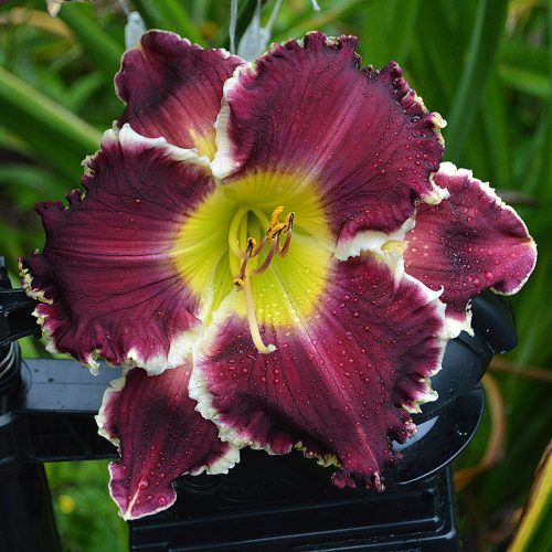 Daylily-Battle-Of-The-Ages-1200x-DSC 1933